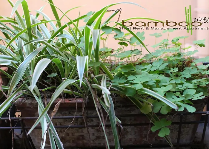 Bamboo Milano Brera